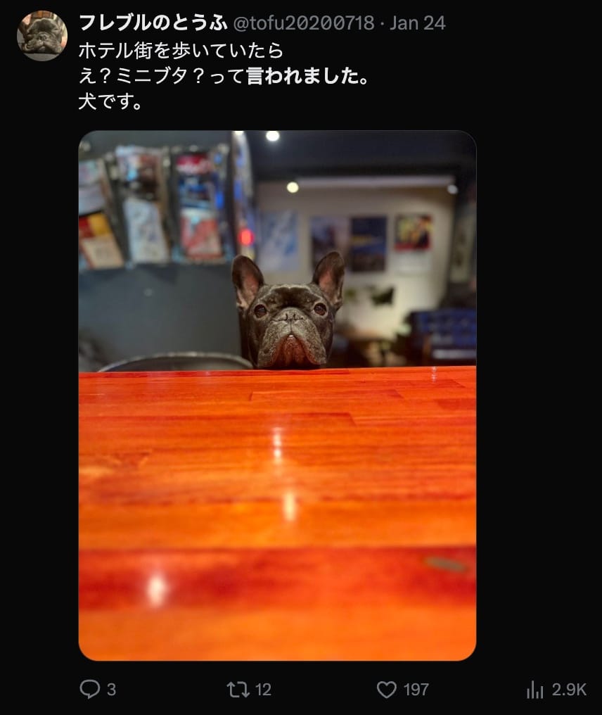 A tweet of an image of a black French bulldog peeking his head over the top of a table with the text ホテル街歩いていたら え？ミニブタ？って言われました。 犬です。