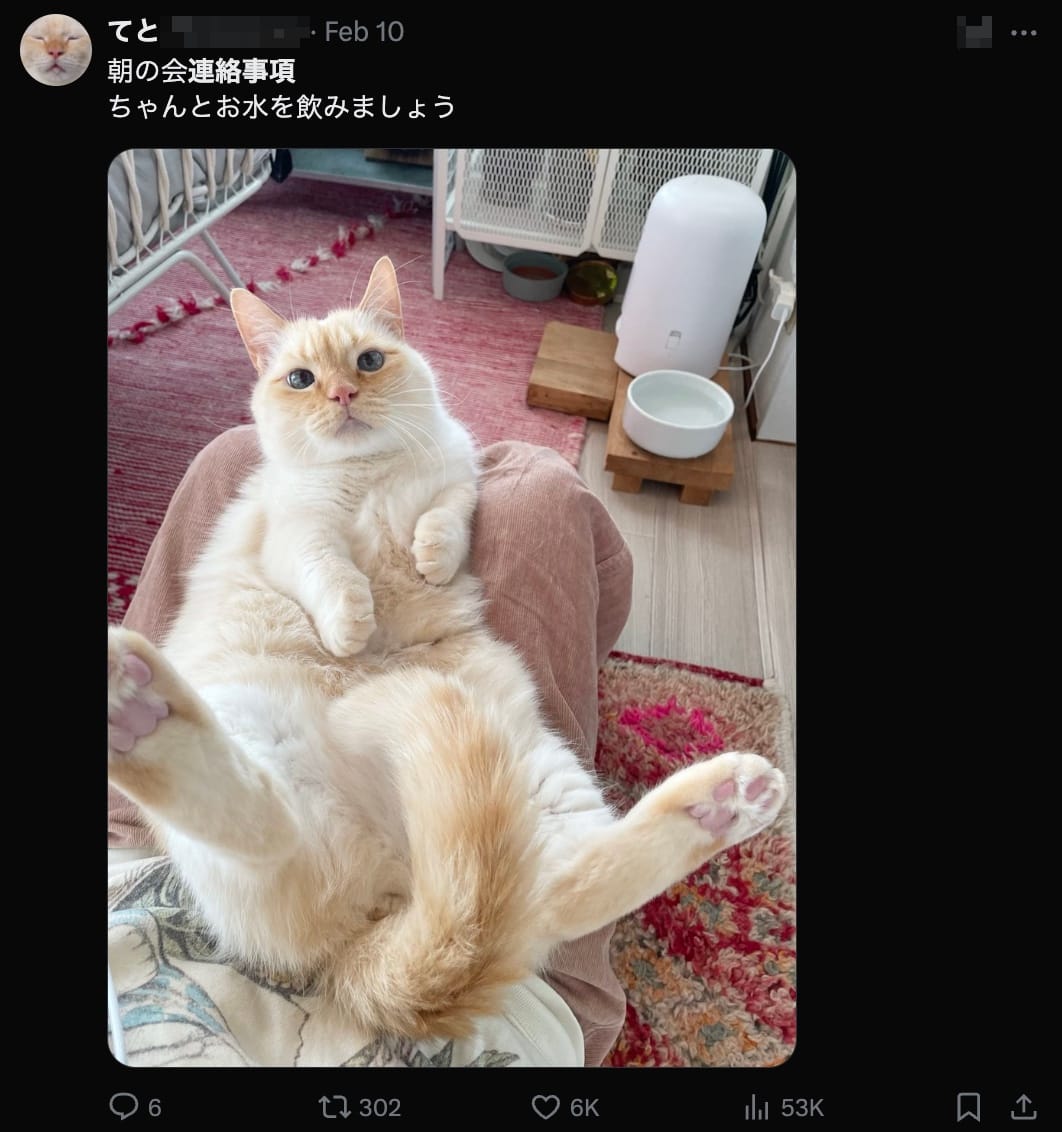 A screenshot of a tweet with an image of a cat sitting lazily in the poster's lap with a 連絡事項 note from the "morning meeting" telling followers to "drink lots of water."