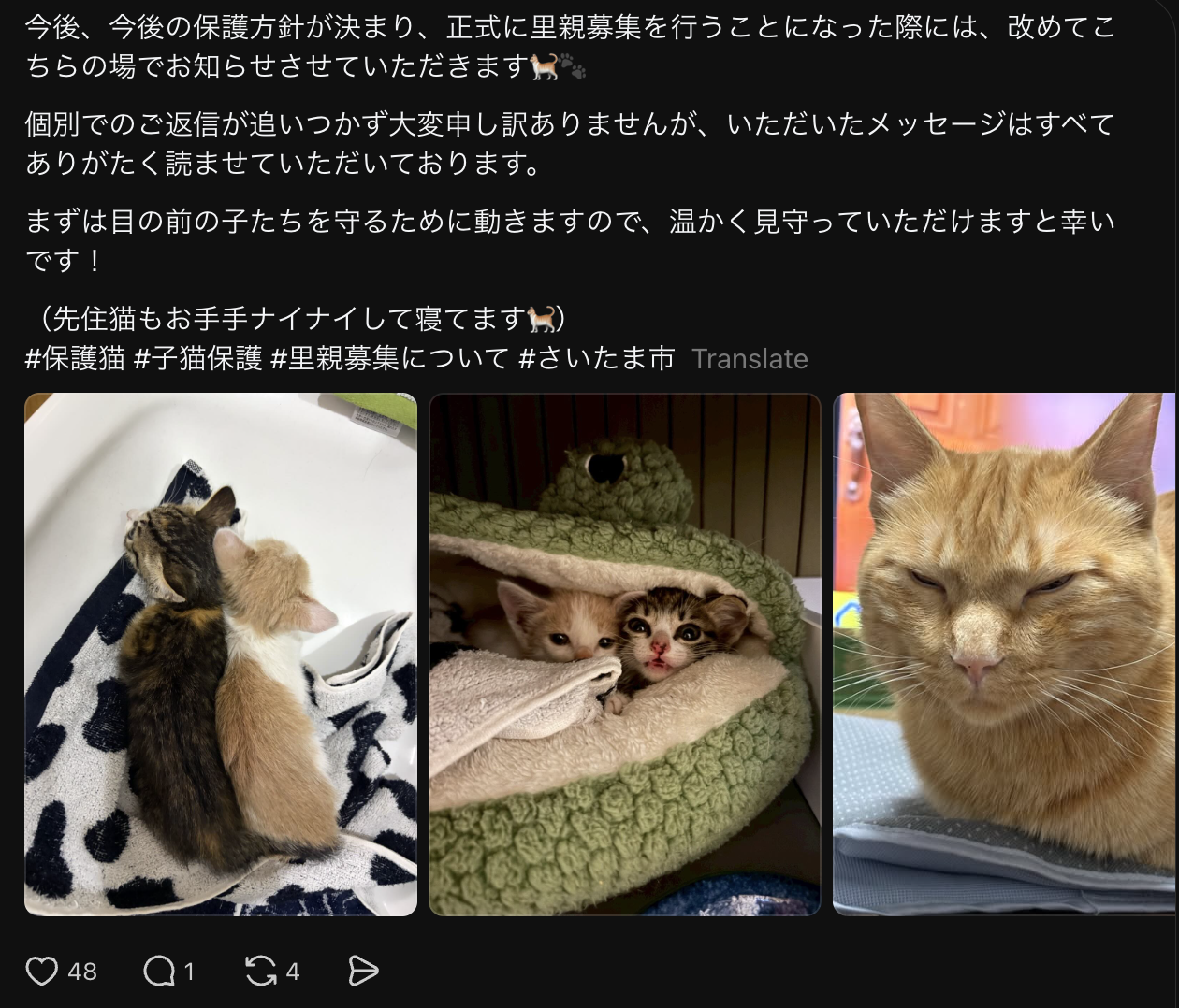 A post on Threads in Japanese with the following text and images of cats and kittens: 今後、今後の保護方針が決まり、正式に里親募集を行うことになった際には、改めてこちらの場でお知らせさせていただきます🐈🐾 個別でのご返信が追いつかず大変申し訳ありませんが、いただいたメッセージはすべてありがたく読ませていただいております。 まずは目の前の子たちを守るために動きますので、温かく見守っていただけますと幸いです! (先住猫もお手手ナイナイして寝てます🐈) #保護猫 #子猫保護 #里親募集について #さいたま市
